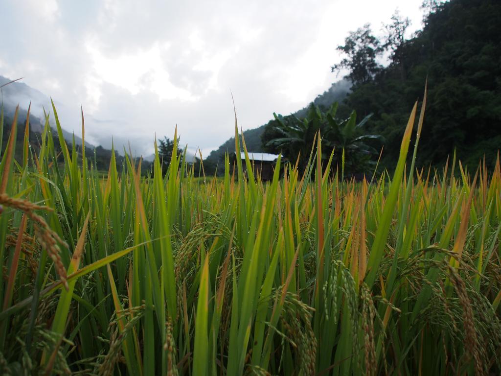 코윗 매챔 팜스테이 Ban Mae Pan Noi 외부 사진