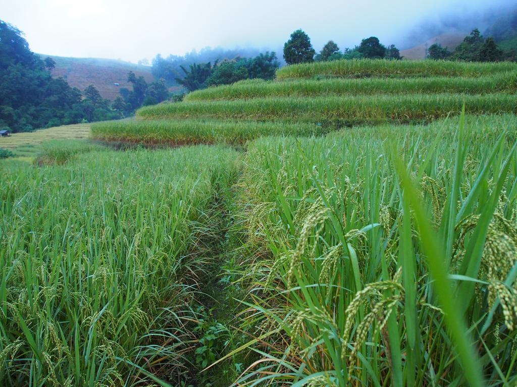 코윗 매챔 팜스테이 Ban Mae Pan Noi 외부 사진