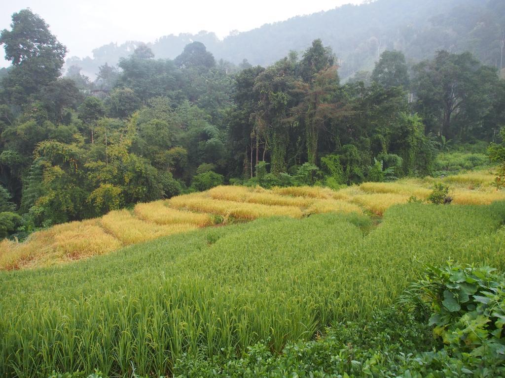 코윗 매챔 팜스테이 Ban Mae Pan Noi 외부 사진