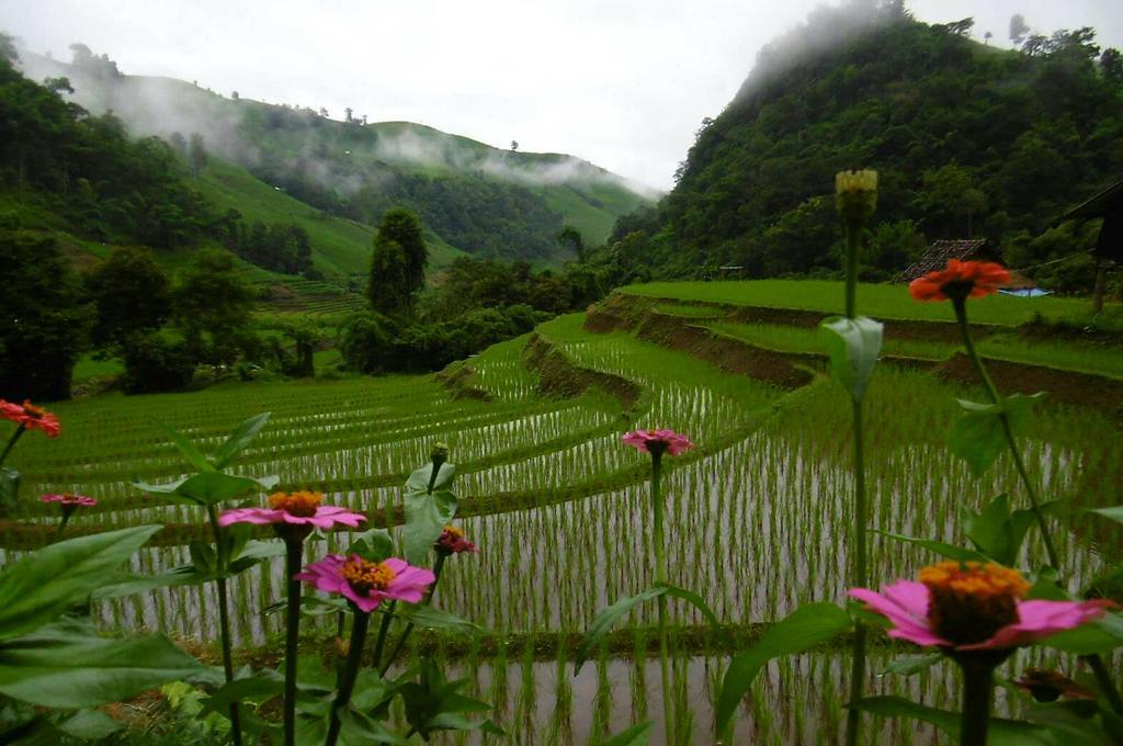 코윗 매챔 팜스테이 Ban Mae Pan Noi 외부 사진